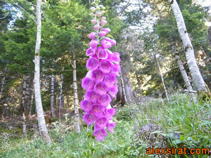 Digitalis purpurea Val d'Aran